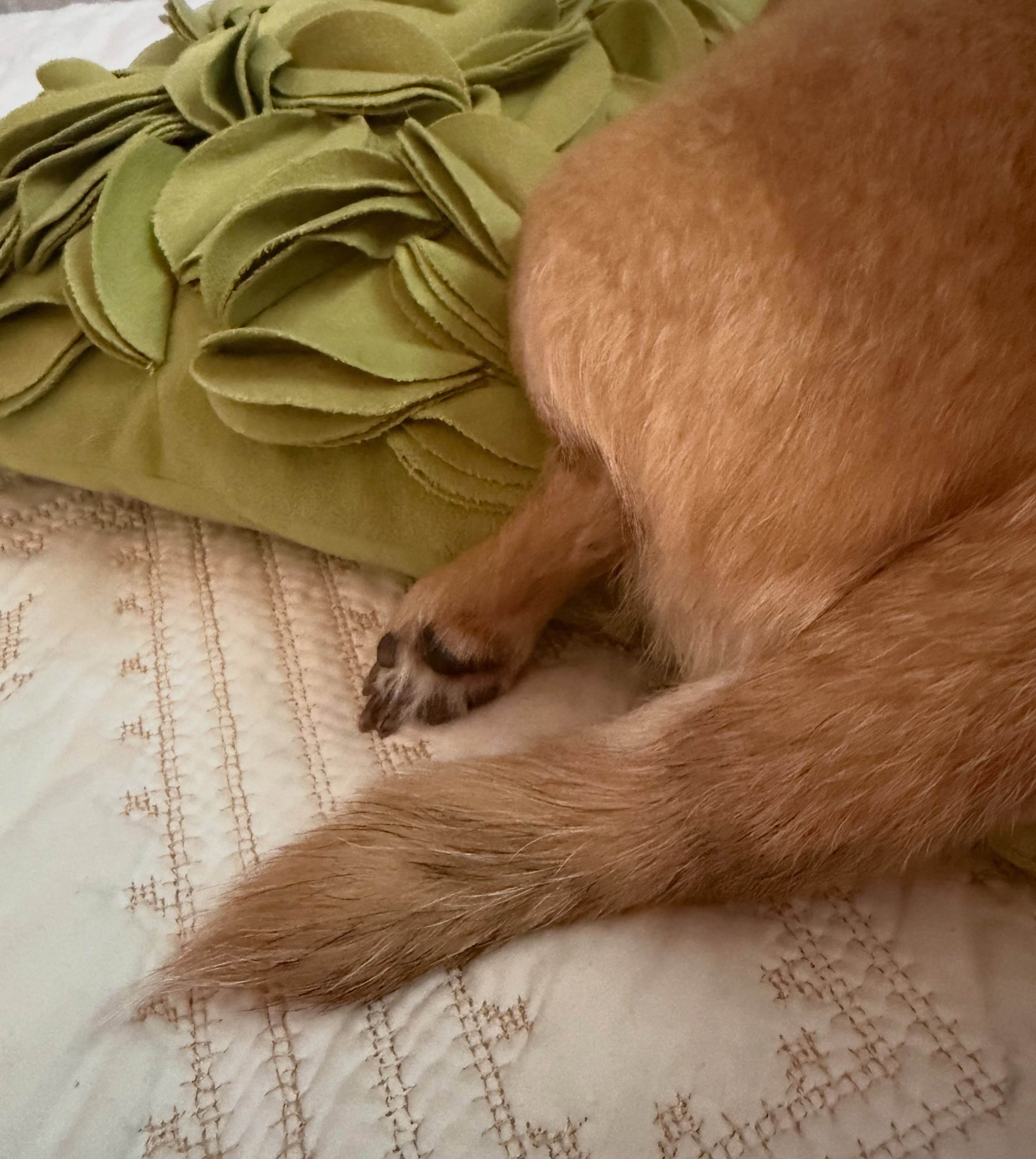 🐕 peets