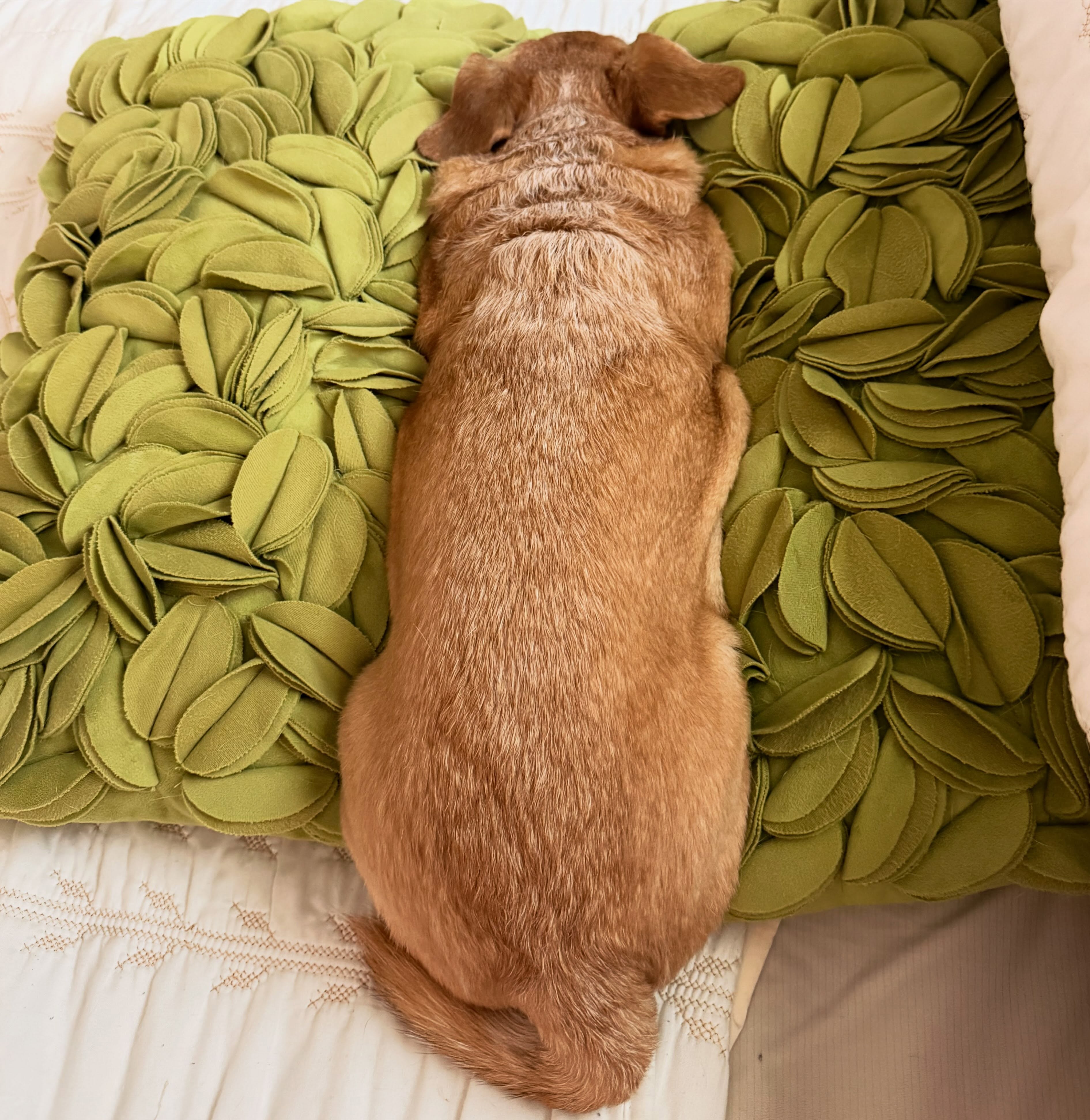 🍃 🐕 🍃